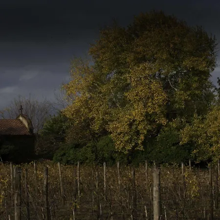 Venissa Wine